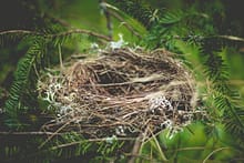 Top 10 Tips for Parents Dealing with Empty Nest Syndrome